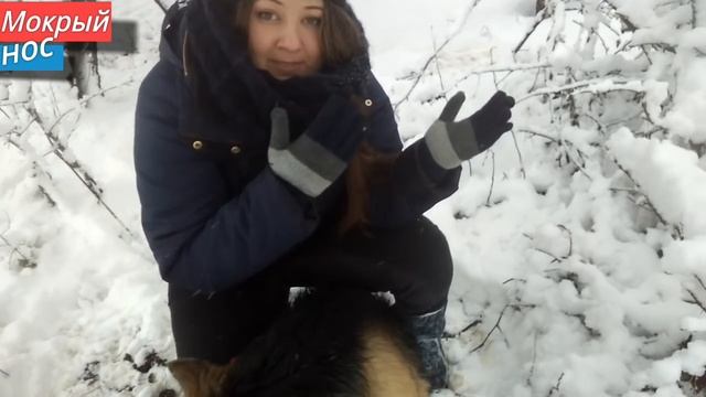 Собака МЁРЗНЕТ ЗИМОЙ, забирать ли в ДОМ? Мокрый нос смотреть онлайн