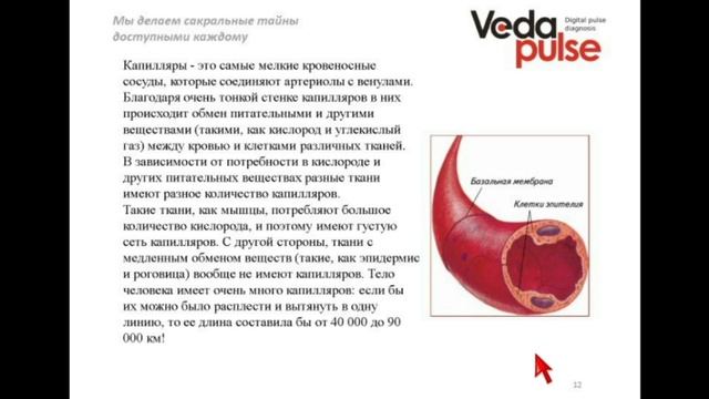 Физиология сосудистой системы