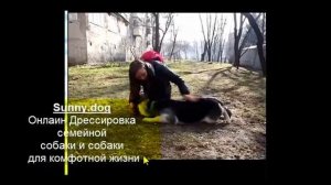 стоять - лежать обучение щенка овчарки первое занятие