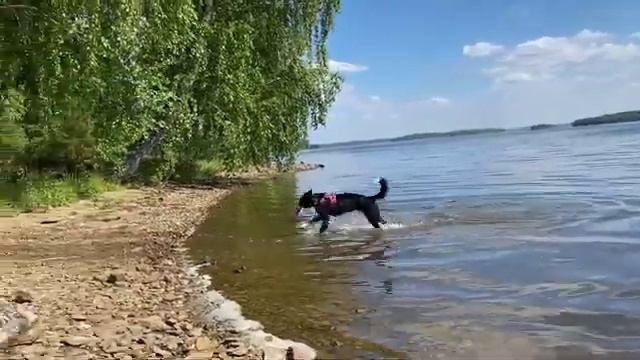 Озеро Собака Бордер Колли Брина и Пуллер. 08.06.2021 г. смотреть онлайн