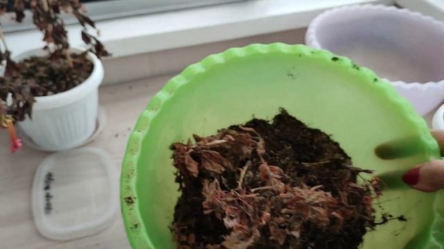 Добываю ризомы Ахименесов | период покоя Ахименесов смотреть онлайн