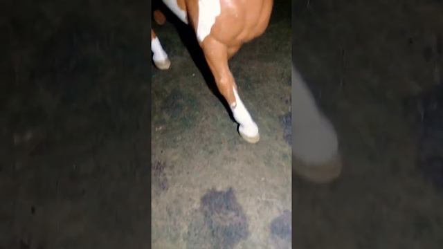 Лошади Schleich играют в игру " Правда или действие " смотреть онлайн