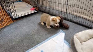Corgi Puppy First Day in the House. Щенок корги первый день в доме