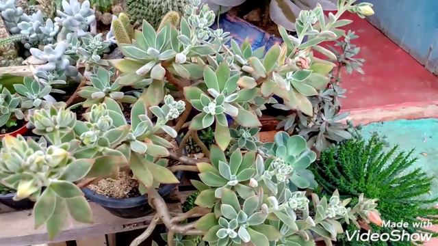 10 echeverias de fácil cultivo parte 2 + dicas смотреть онлайн