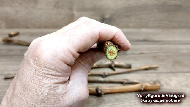 ? От ЭТОГО бывает плохое укоренение черенков винограда. Обязательно обращайте ВНИМАНИЕ на сердцевин