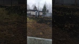 Изобретательные тибетские мастифы