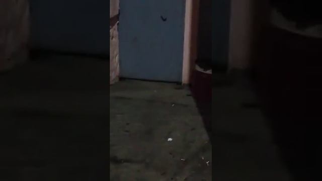 Новости Тулы: крысы в доме №21 на улице Кирова смотреть онлайн