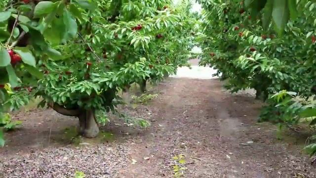 Гилос смотреть онлайн