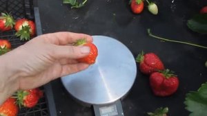 Клубника сорта Генри в 20 г - самый урожайный, крупноплодный сладкий сорт