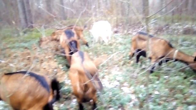 Чешская❤️порода коз// Описание//#чешскиекозы смотреть онлайн