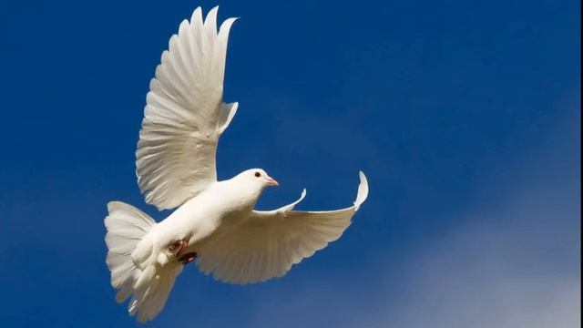 Медитация Белая Стая смотреть онлайн