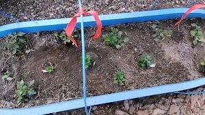 Горшечная хризантема - в саду !