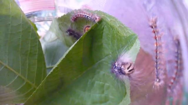 Гусеницы непарного шелкопряда смотреть онлайн