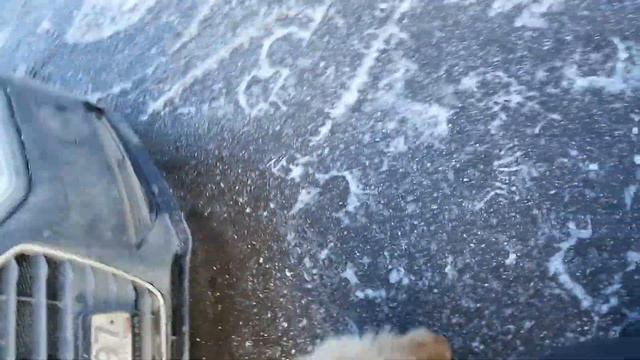 Гуляем зима Чау Чау смотреть онлайн