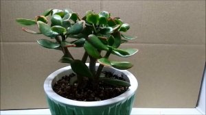 Тёмные пятна на Крассуле. Что это и как лечить.