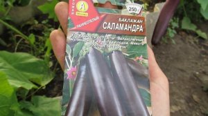 Урожайность огурцов Эколь F 1 в теплице во втором обороте!