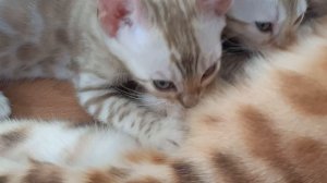 Бенгальские котята.