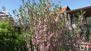 Что растет в моем саду. МИНДАЛЬ ДЕКОРАТИВНЫЙ