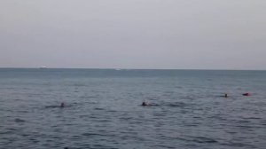 Дельфины в Пицунде. Абхазия 2017