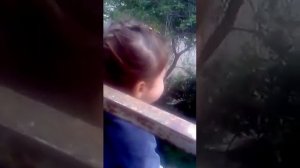 Собаки загрызли кошку на глазах у ребенка в городе Железнодорожный