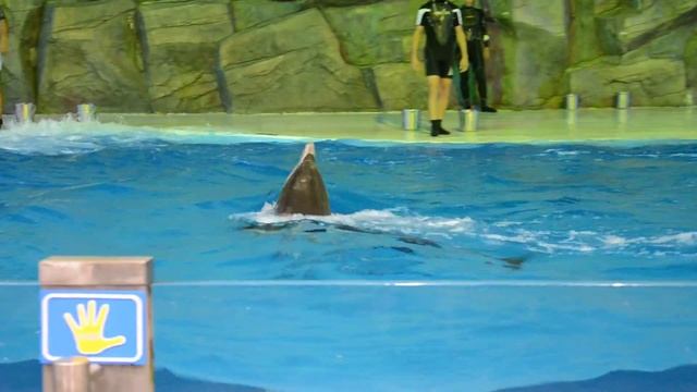 Дельфинарий в Батуми, Грузия смотреть онлайн