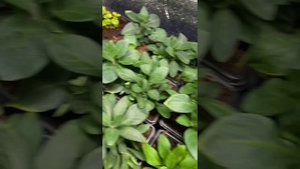 Евро черенки. Ожидание и реальность