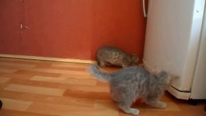 Котятам 2 месяца