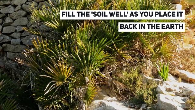 Chamaerops humilis Growing Guide