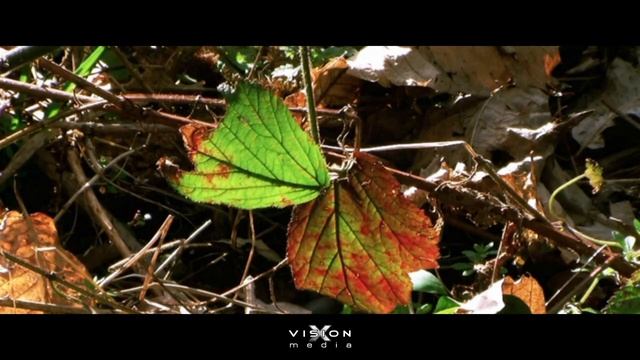 Тест камкодера JVC Everio GZ-HD7 смотреть онлайн