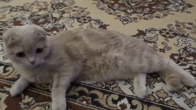 Шотландская вислоухая кошка 9 месяцев