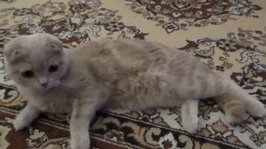 Шотландская вислоухая кошка 9 месяцев