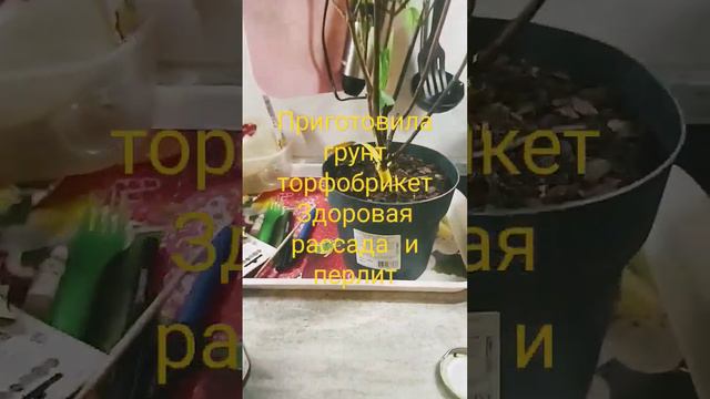 Черенкование гортензий - новинки моего сада, люблю цветы, хочу размножить красоту #дача #цветы