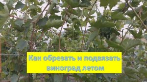 Кто такие пасынки и как их удалять. Обрезаю виноградный куст, чтобы он не заболел.