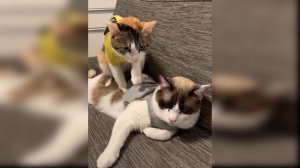 Приколы с котиками. Котики #30