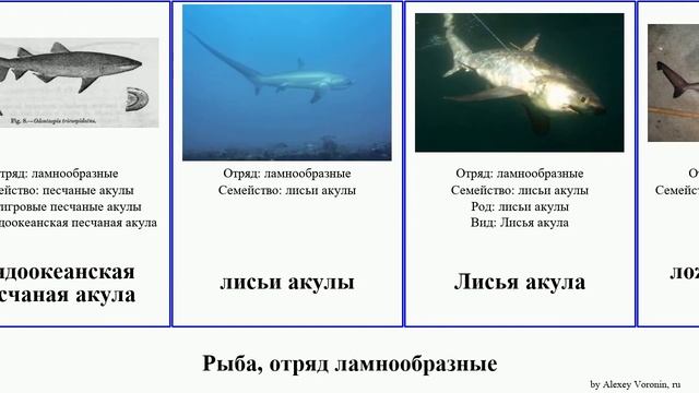 Рыба, отряд ламнообразные акула акулы fish песчаные лисья Большеглазая песчаная Пелагическая Heads
