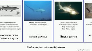 Рыба, отряд ламнообразные акула акулы fish песчаные лисья Большеглазая песчаная Пелагическая Heads