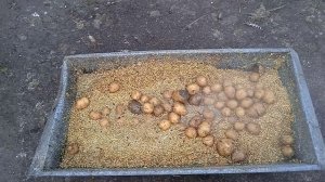 Мешанка для кур со свиными шкурками.