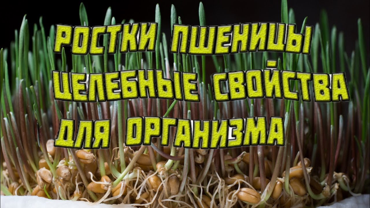 Ростки пшеницы _супер свойства для здоровья