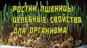 Ростки пшеницы _супер свойства для здоровья