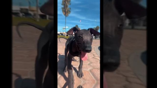 Xoloizcuintle Dog Visits Venice Beach #dog #puppy #xoloitzcuintle #xoloitzcuintli #pet #Zorrothexol смотреть онлайн