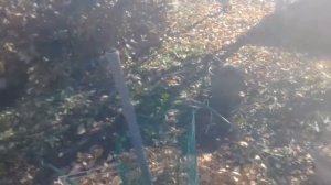 Укрываю ГРЕЦКИЙ ОРЕХ на ЗИМУ    22 10 2018г