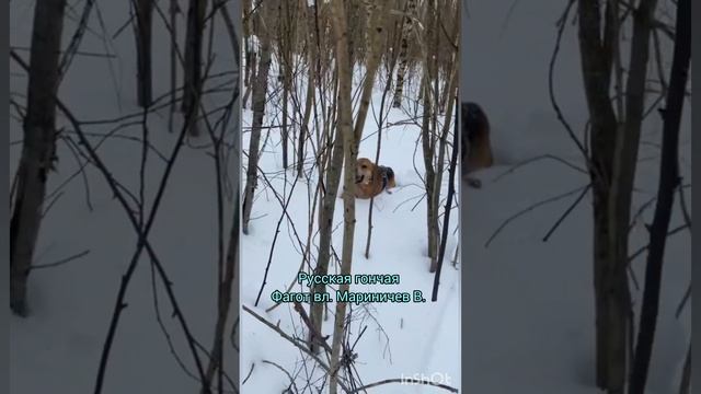 Русская гончая Фагот вл. Мариничев Владимир.