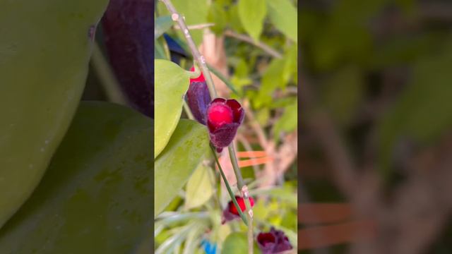 Aeschynanthus #Lipstickplant #rareplants @BackyardGardeningbySwati