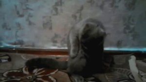 кот и скотч