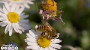 Лучшие композиции Сергея Грищука?Успокаивающая музыка для нервов?Лечебная Музыка для Снятия Стресса