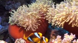 Самые Красивые Рыбки Красного моря