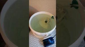 Инкубирование икры L201 сомов (день 2)