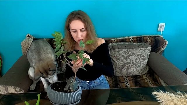 БОНСАЙ СВОИМИ РУКАМИ || бонсай из фикуса с помощью хаски. Комнатные растения. Джунгли дома. смотреть онлайн
