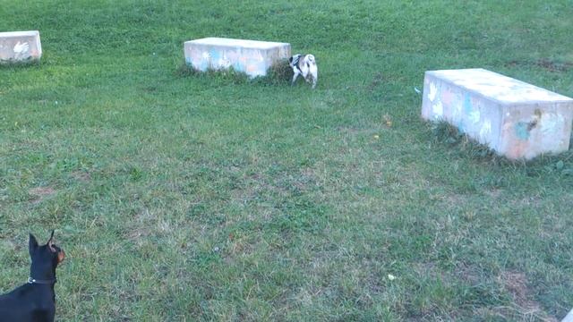 French Bulldog, Mini Pinscher & Pug (Mops) смотреть онлайн