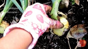 НЕ УПУСТИ МОМЕНТ УБОРКИ.ЛУК ВЫРАСТИТ КРУПНЫЙ С ОТЛИЧНОЙ ЛЕЖКОСТЬЮ. СЕКРЕТ УСКОРЕНИЯ СОЗРЕВАНИЯ ЛУКА